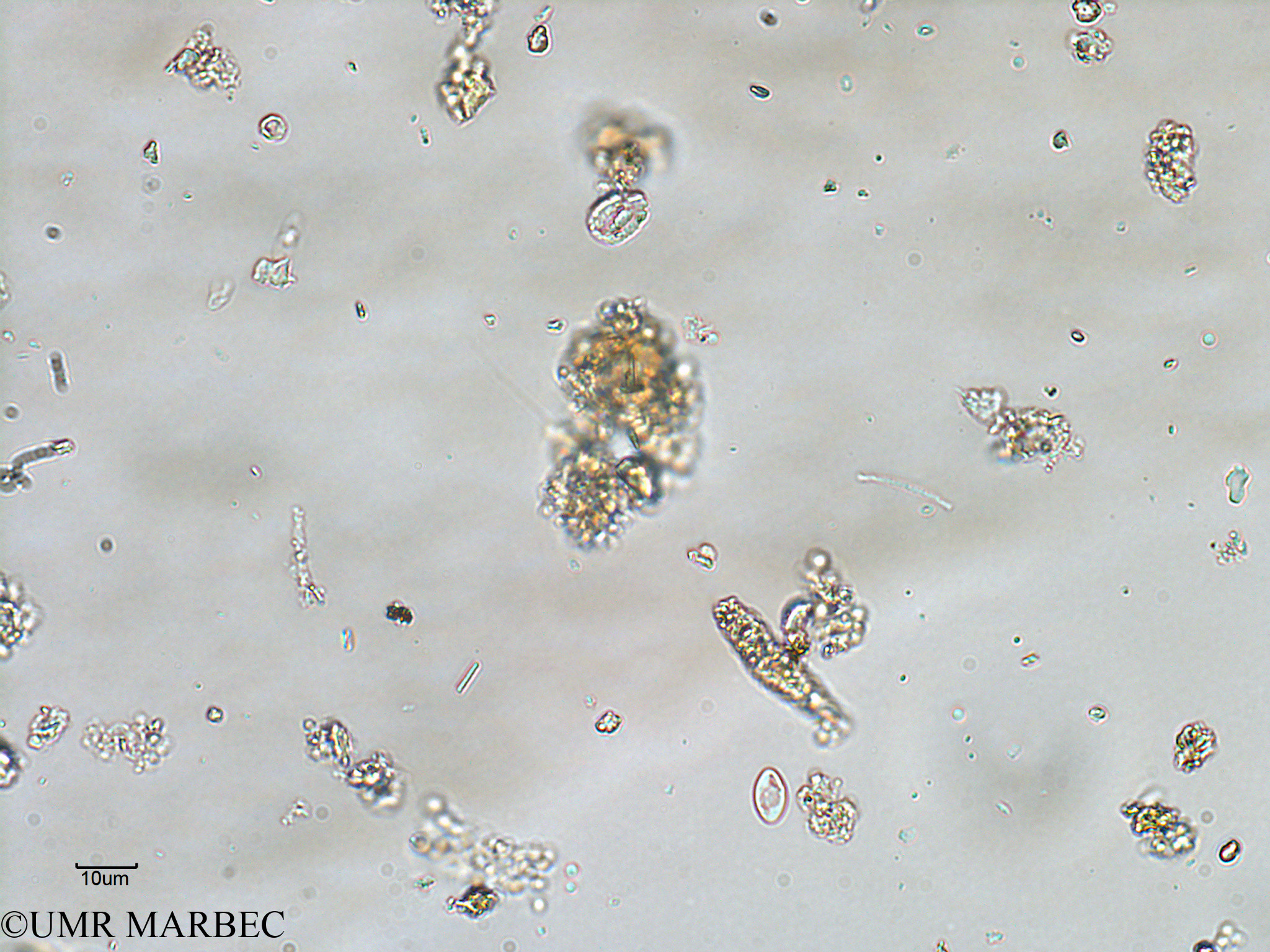 phyto/Bizerte/bizerte_bay/RISCO February 2015/Eutreptiella braarudii (ancien Baie_T1-A_Eutreptiella).tif(copy).jpg
